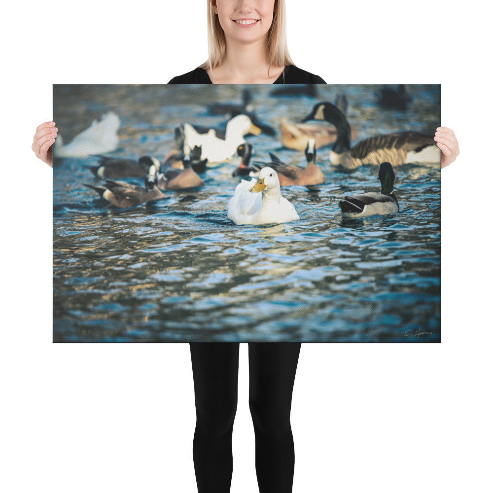 Ducks at the Lake, Photography, Canvas Print, High Quality Image, For Home Decor & Interior Design