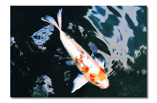 Koi, Fish, Animal Life, Digital Art, Canvas Print, High Quality Image, For Home Decor & Interior Design
