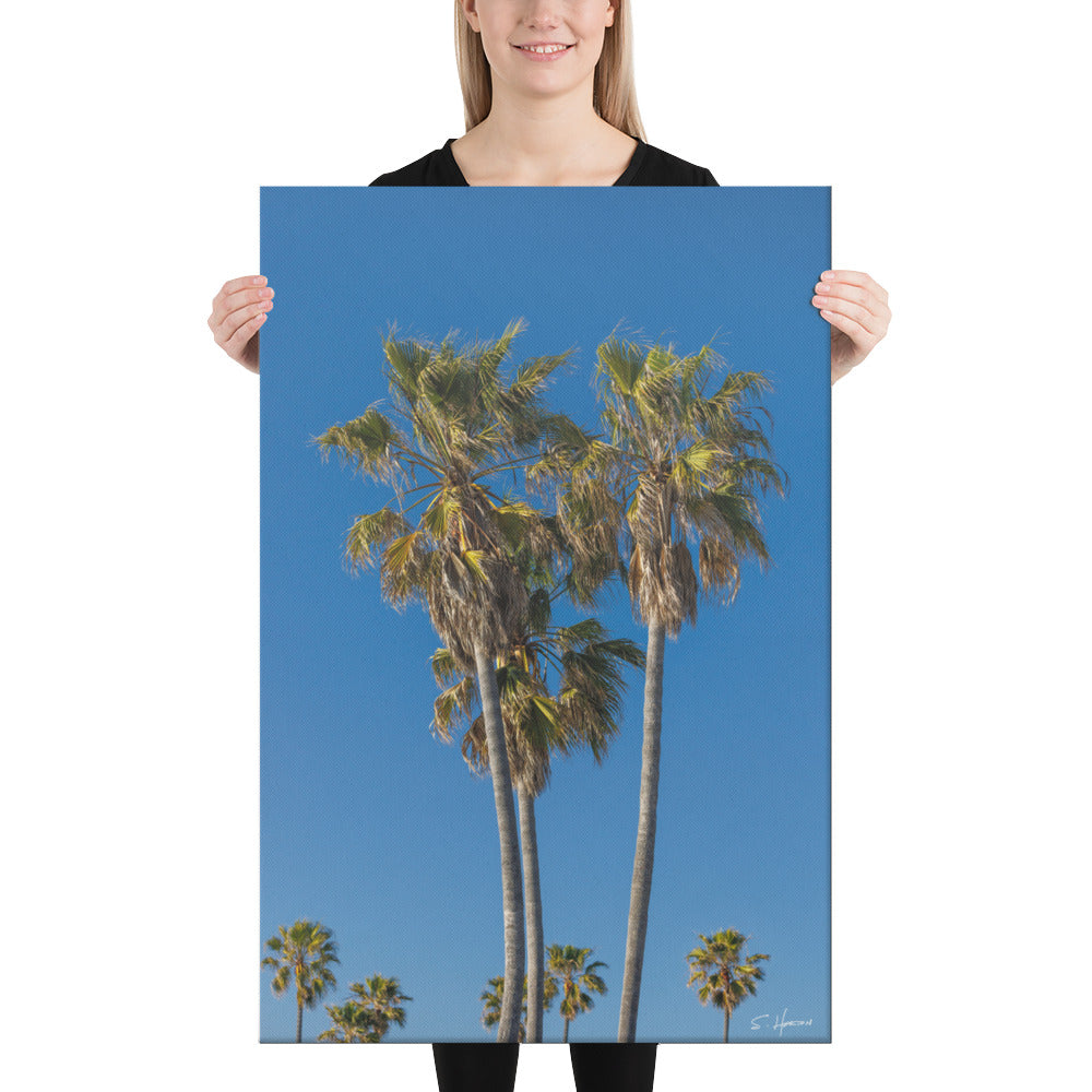 Palm Trees by the Beach, Blue Sky, Photography, Canvas Print, High Quality Image, For Home Decor & Interior Design