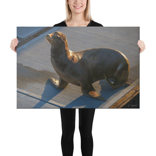 Sea Lion at Marina del Rey, Calfornia, Photography, Canvas Print, High Quality Image, For Home Decor & Interior Design