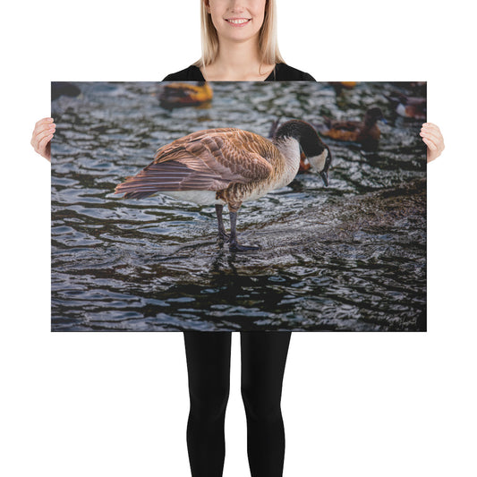 Goose at the Lake, Photography, Canvas Print, High Quality Image, For Home Decor & Interior Design