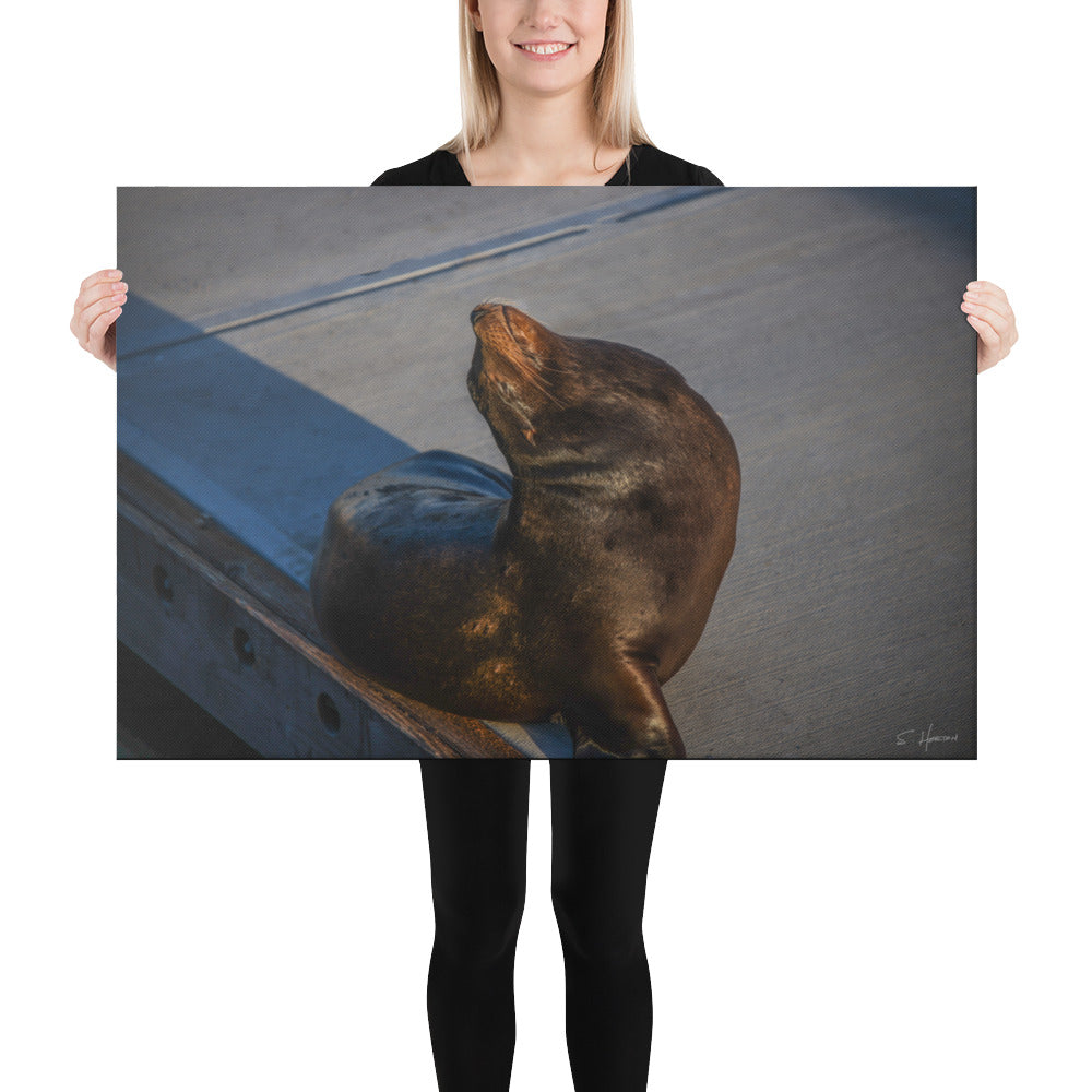 Sea Lion at Marina del Rey, California, Photography, Canvas Print, High Quality Image, For Home Decor & Interior Design