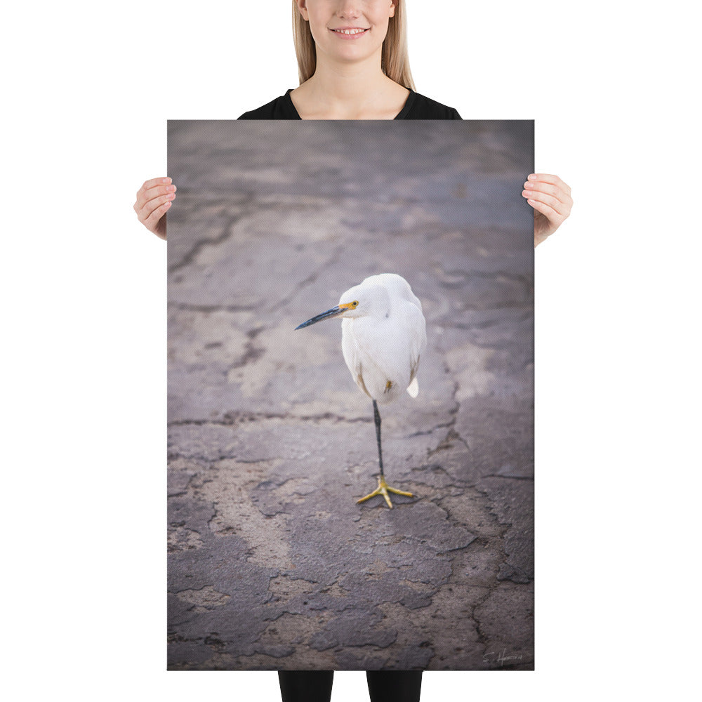 White Crane at the Marina, Photography, Canvas Print, High Quality Image, For Home Decor & Interior Design