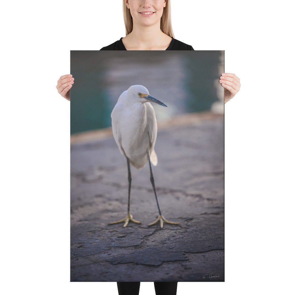 White Crane at the Marina, Photography, Canvas Print, High Quality Image, For Home Decor & Interior Design