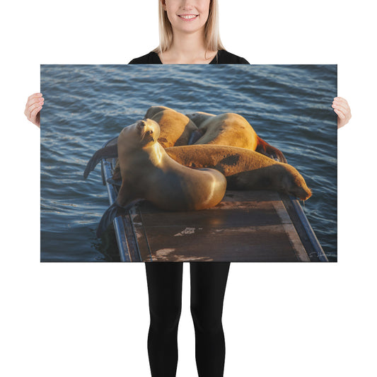 Smiling Sea Lion on the Dock at the Marina, Photography, Canvas Print, High Quality Image, For Home Decor & Interior Design