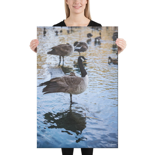 Goose at the Lake, Photography, Canvas Print, High Quality Image, For Home Decor & Interior Design