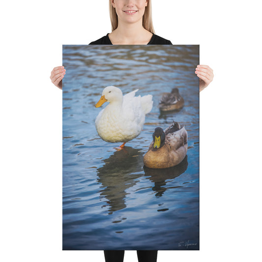 Ducks at the Lake, Photography, Canvas Print, High Quality Image, For Home Decor & Interior Design